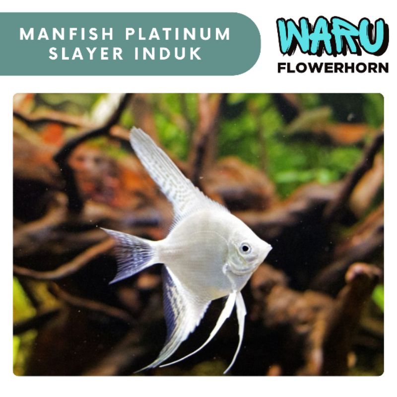 ikan hias manfish size L WARNA HITAM PUTIH