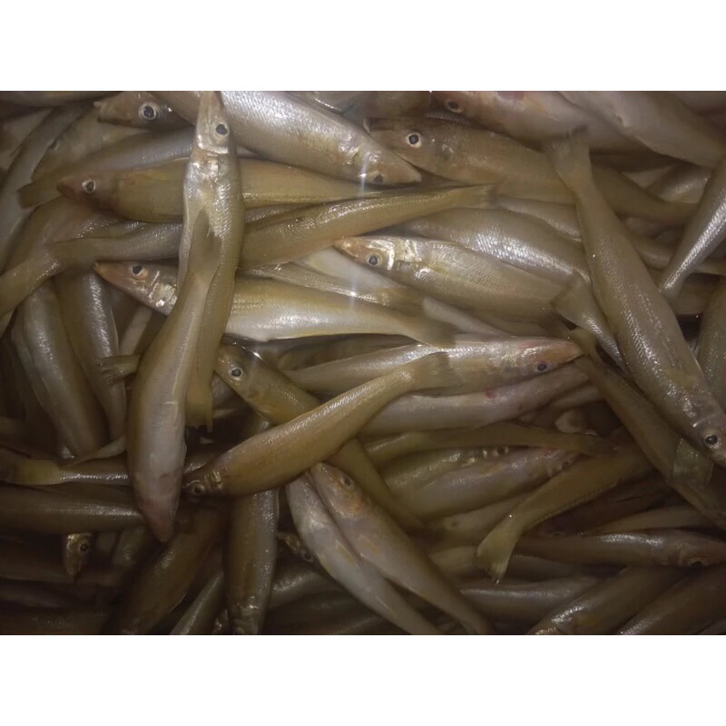 

Ikan Rejung / Kaca Piring Besar 21-26 Ekor Per/1Kg Fresh Frozen