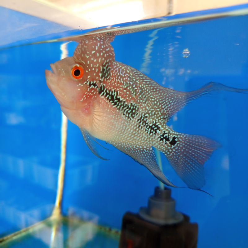 Ikan Louhan SRD Boom Head Jenong Cilnong 3jari Aquarium Kolam