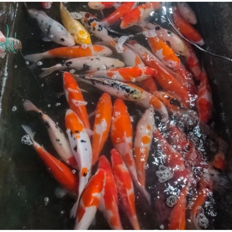 Ikan Koi Size 25-30 Cm Jenis Mix Murah