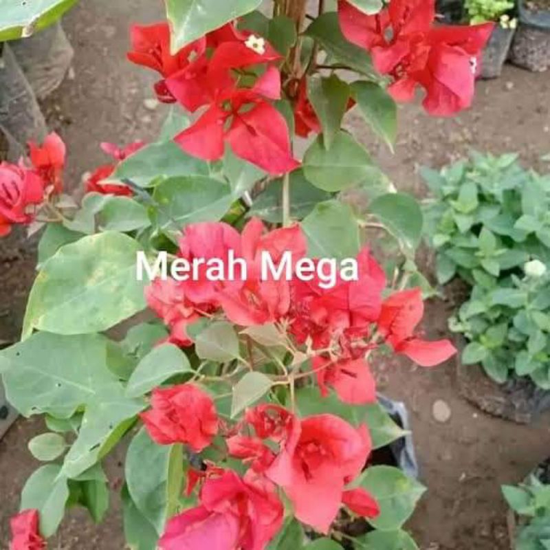 bibit tanaman hias bunga Bougenville bunga kertas id merah Mega murah cantik terlaris