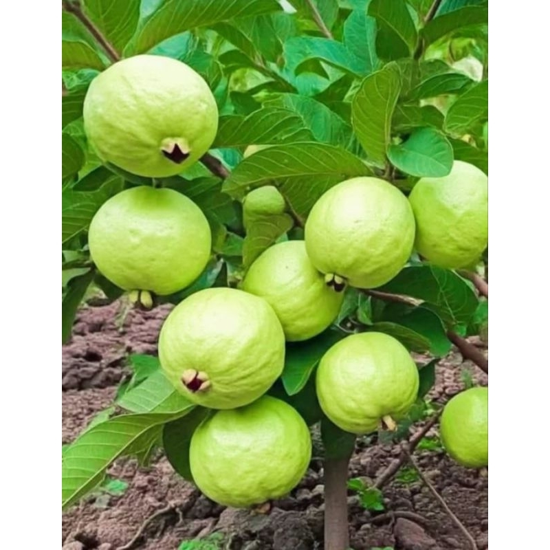 

Jambu Kristal Grade A 1kg