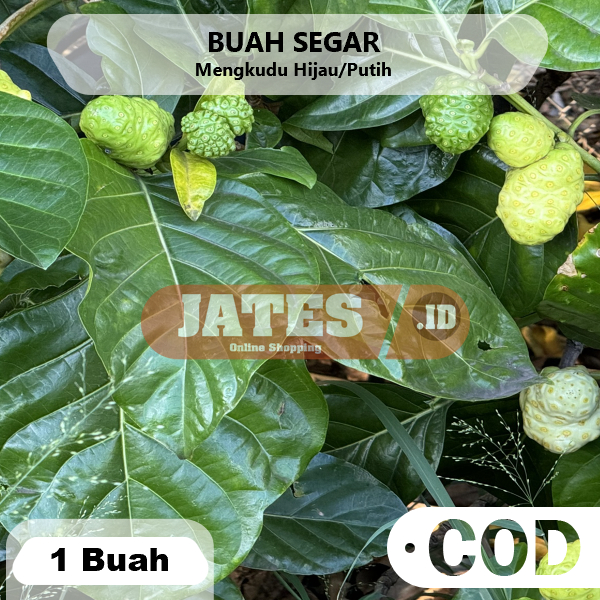 

Buah Mengkudu Segar Obat Herbal Diabetes Kolesterol