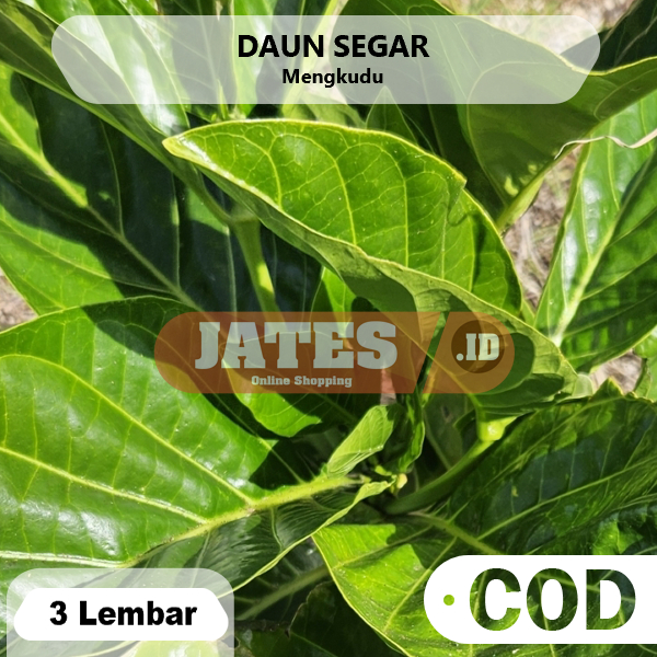 

Daun Mengkudu Pace Segar 3 Lembar Untuk Masakan Obat Herbal