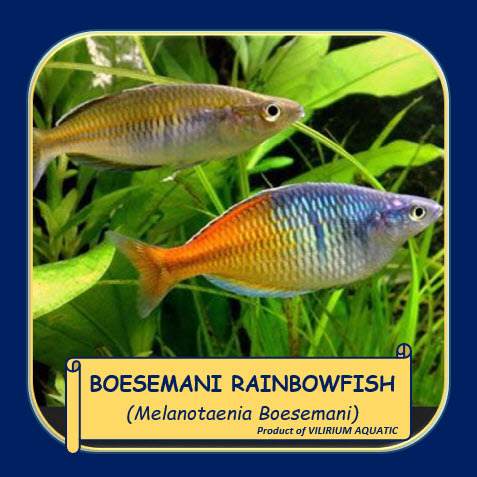 IKAN HIAS AIR TAWAR - RAINBOW BOESEMANI / BOESEMANI RAINBOWFISH / MELANOTAENIA BOESEMANI