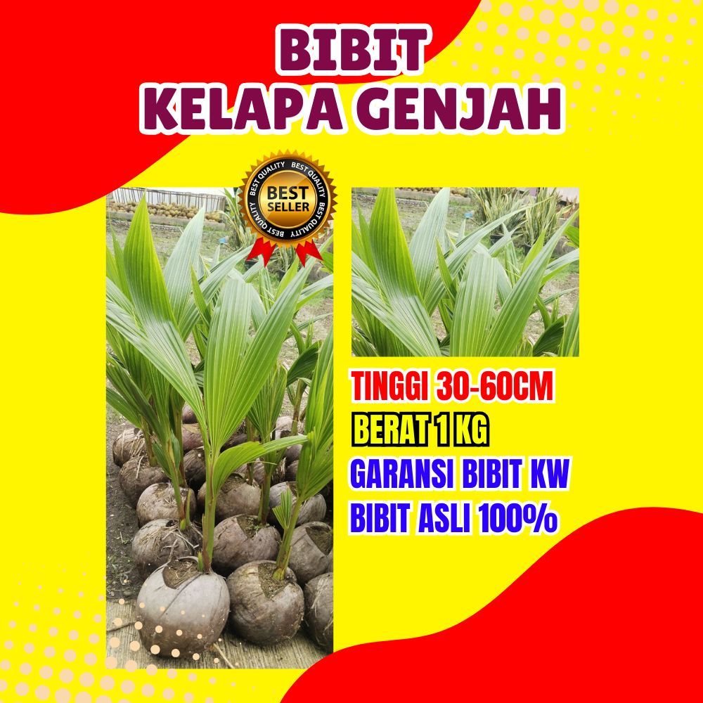 BIBIT PREMIUM.. Pohon Kelapa Kopyor Pati