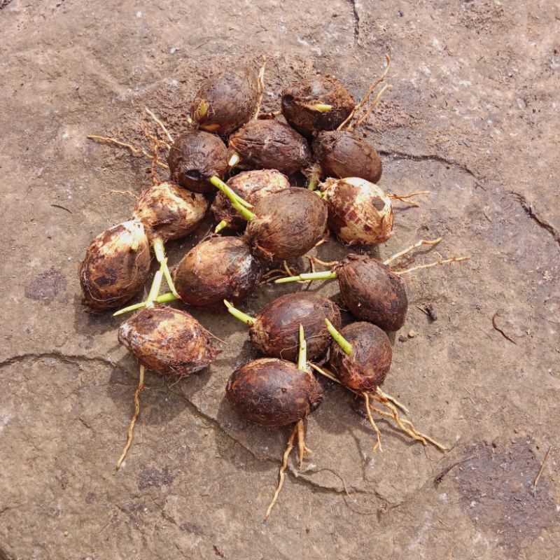 bibit kecambah pinang gading unggulan