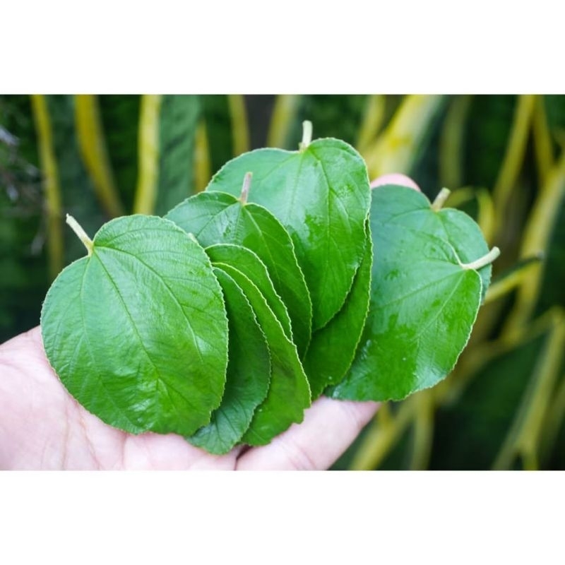 

Daun Bidara Asli Kualitas Terbaik Untuk Obat Herbal 150 Lembar