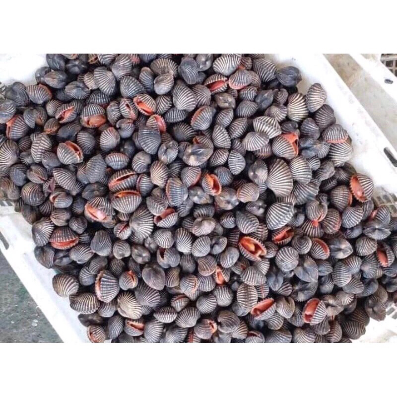 

Kerang Dara Utuh / Kerang Dara Segar Fresh Frozen 1Kg BERGARANSI