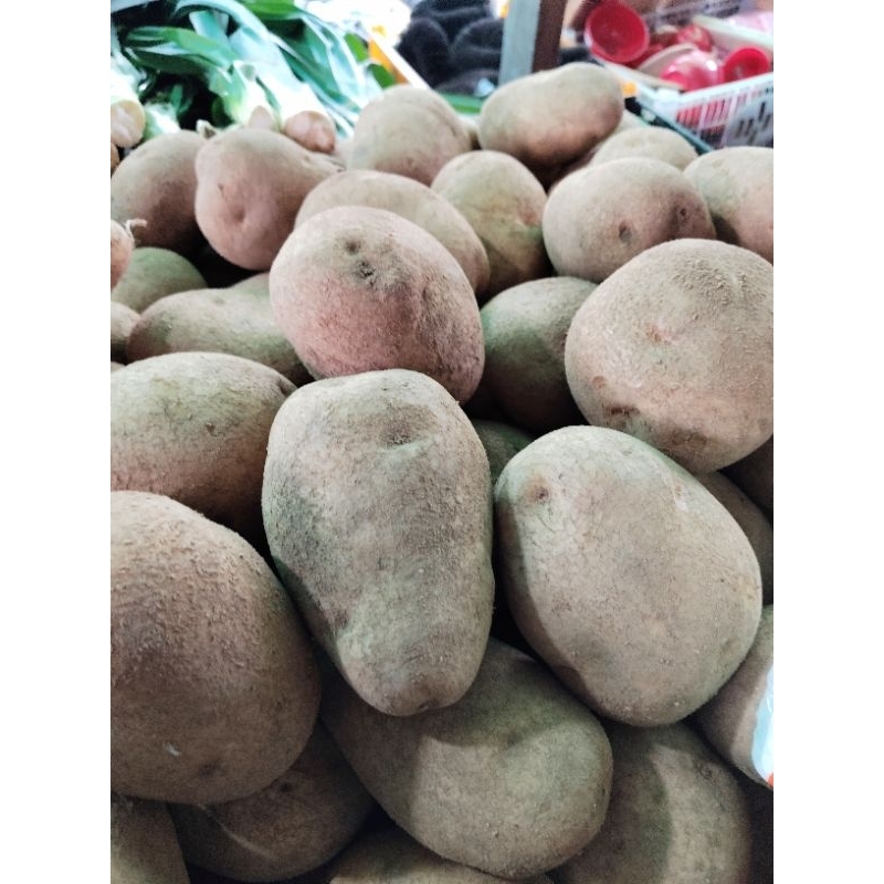 

KENTANG BUKIT