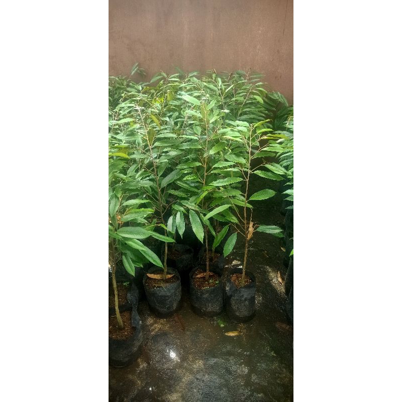 bibit durian musangking hasil okulasi sambung pucuk