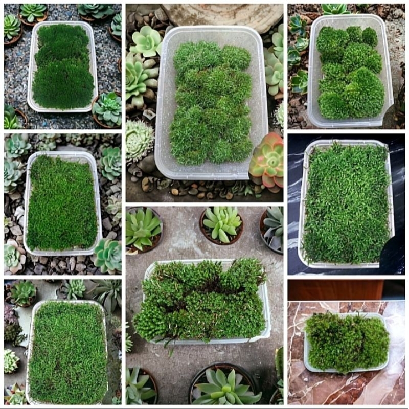 Tanaman Hias Paludarium-Moss Darat Paludarium Variant Jenis