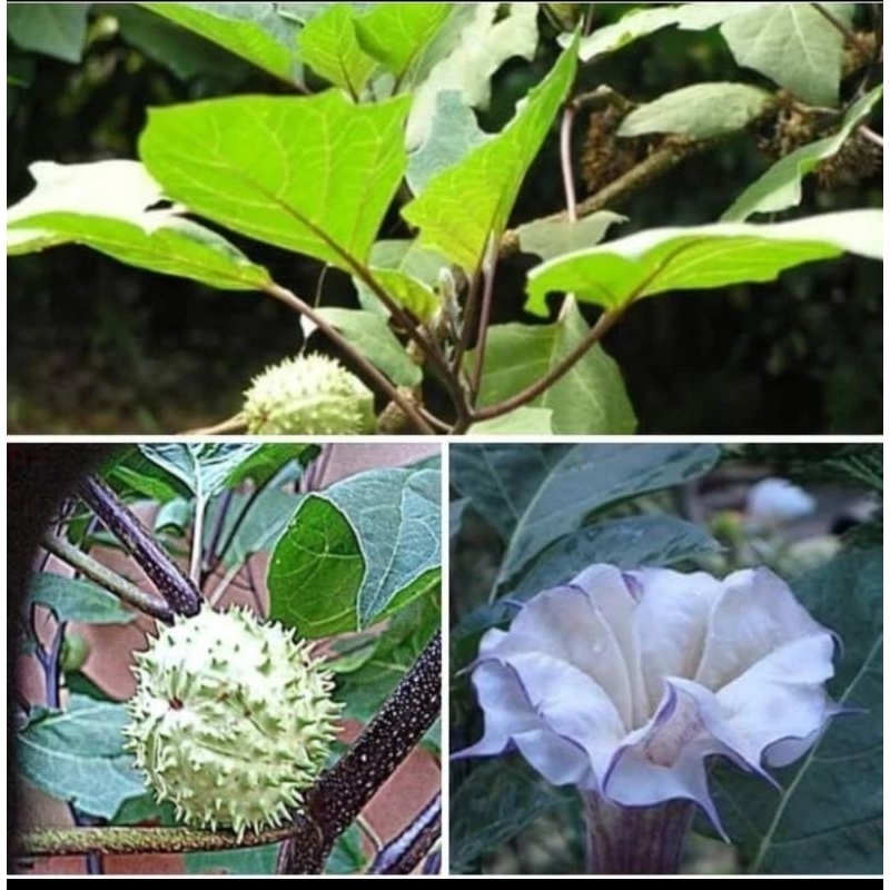 

PROMO DAUN KECUBUNG SEGAR FRESS PER LEMBAR 200