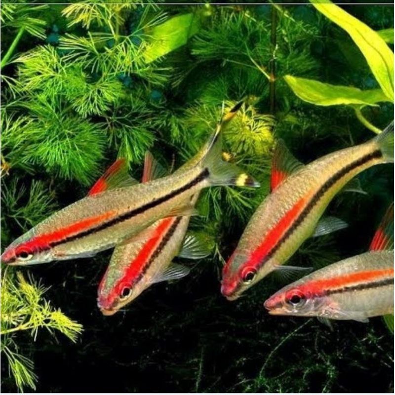Ikan Pontius Puntius Denisoni red line torpedo barb aquarium hiasan aquascape hias tankmate replika