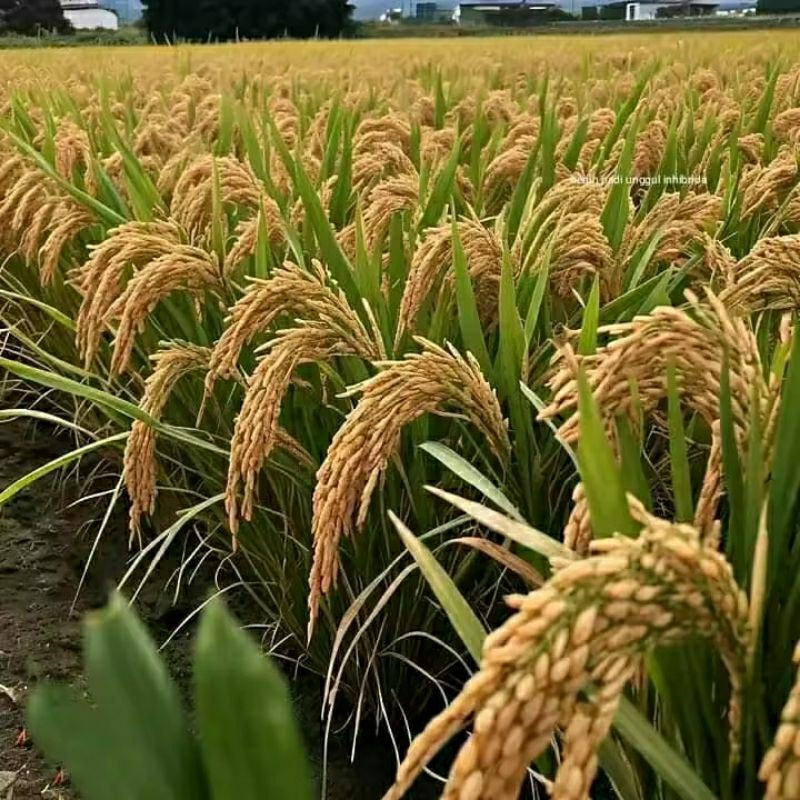 1kg benih ketan siam putih superan bibit unggul siap tanam