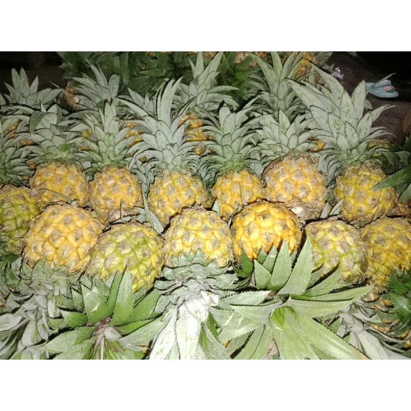 

nanas madu asli pemalang paket 10 pcs