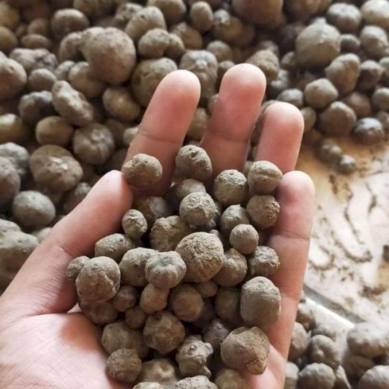 

katak porang isi 500 ++ butir per 1 kg untuk media polibak