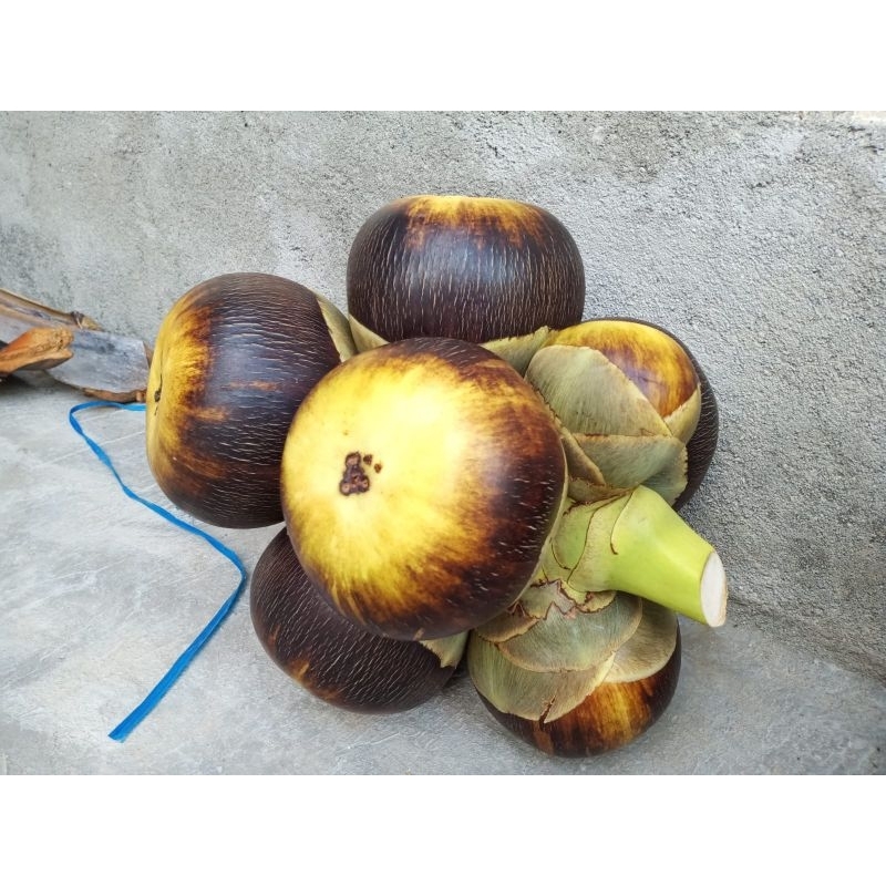 

Buah lontar Utuh Super,Sortiran Ber Air Kolagen Murni (Paket 5 Buah Utuhan)