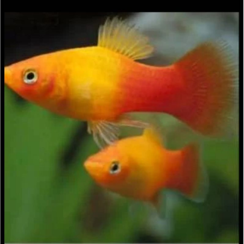 

HIASAN AQUARIUM/PLATY SUNSET
