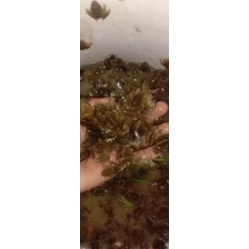 paket kodok 10 ekor + cicak 10 ekor pakan predator air/darat, arwana,chana dll