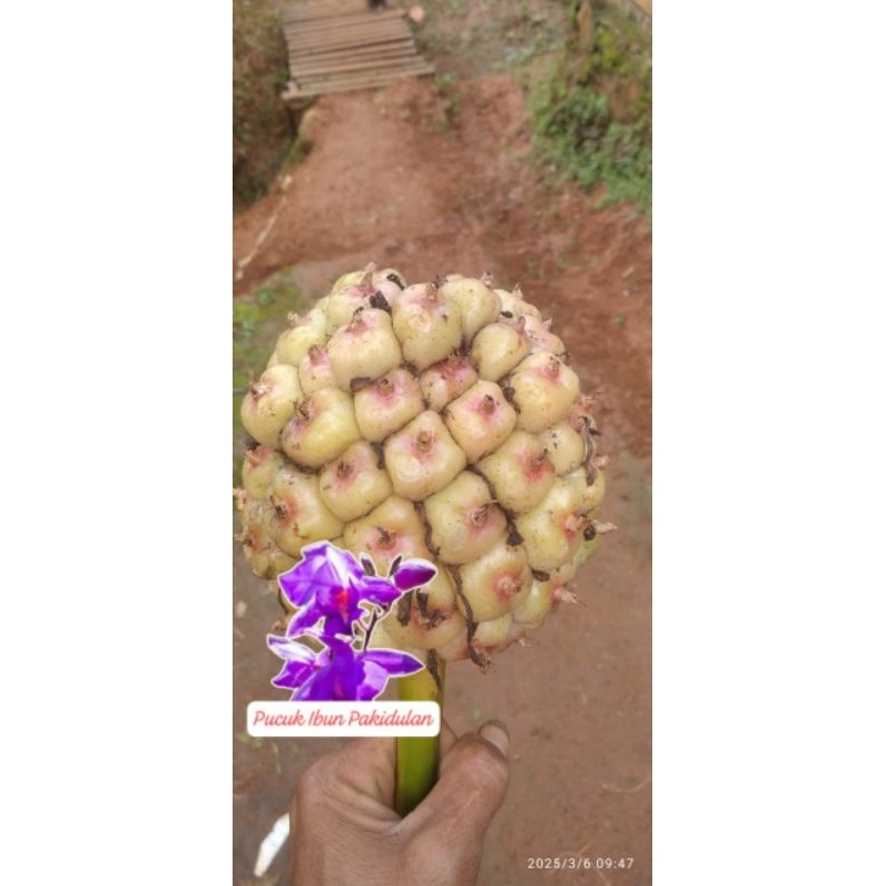 

buah honje segar putih/1kg