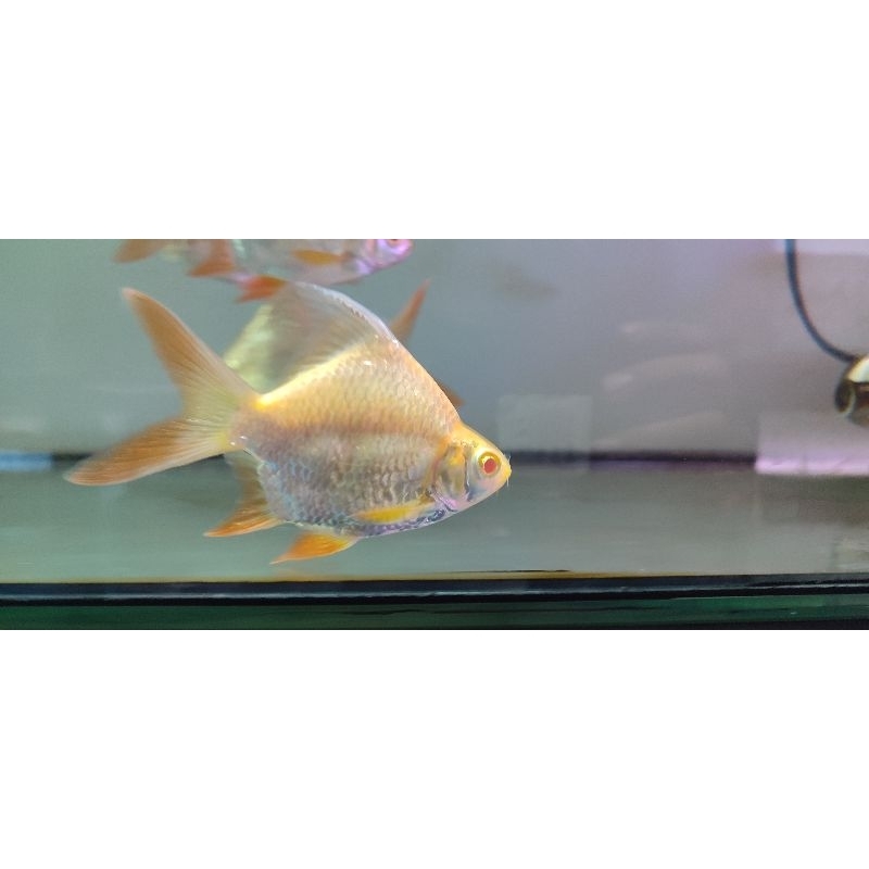 kafiat SB king TERMURAH kualitas super 13 centimeter