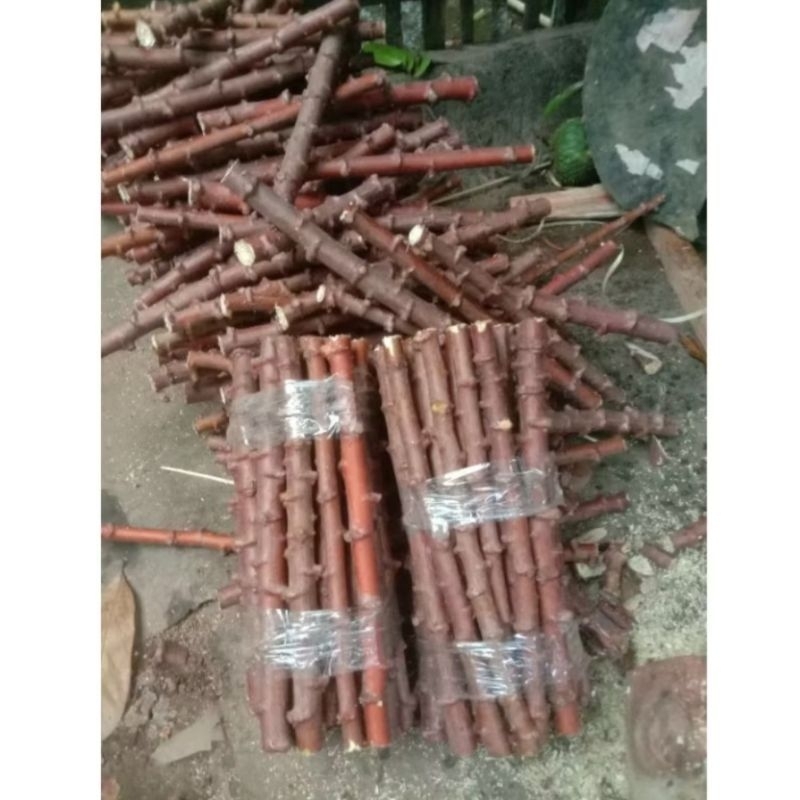 termurah bibit stek batang singkong/bibit daun singkong asli kota tape bondowoso 13 batang