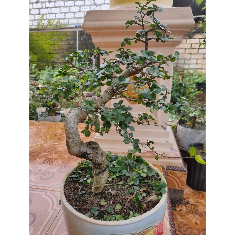 Bonsai Serut Siap Pajang No. 01