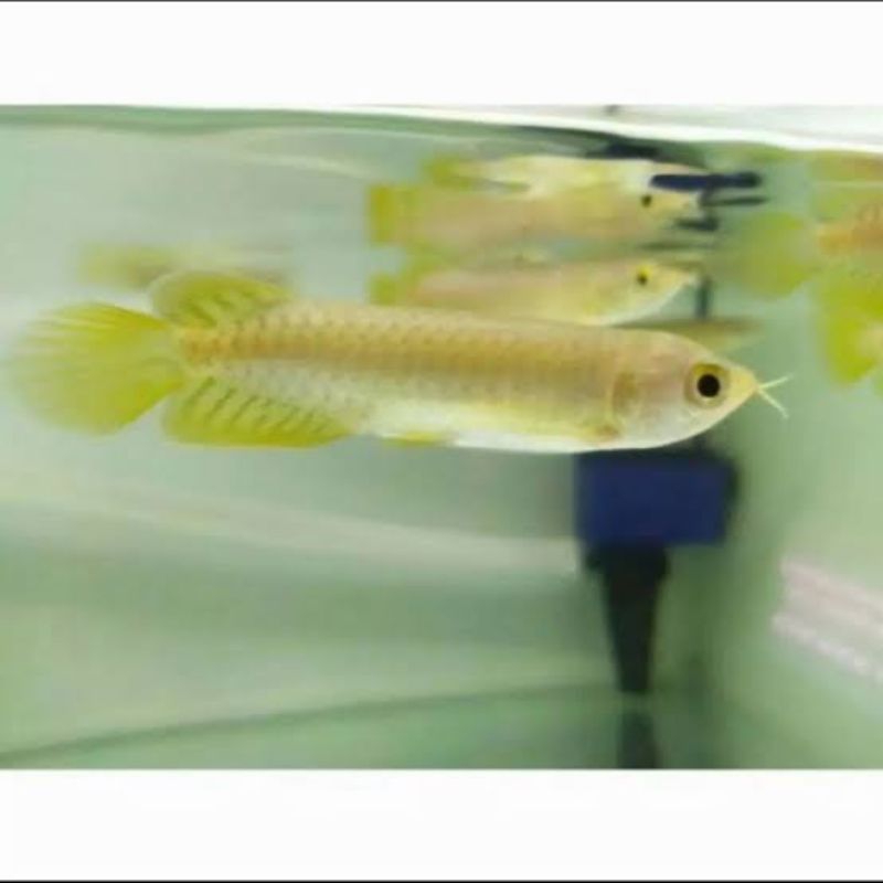 Arwana Green Pino 10cm | Pilihan terbaik untuk aquarium & kolam