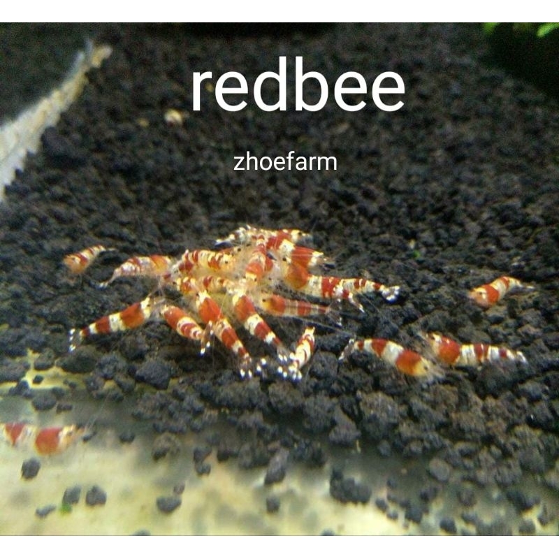 Udang Hias Aquascape Caridina Redbee, Blackbee, Mosura, Hinomaru (Paket koloni isi 10 ekor)