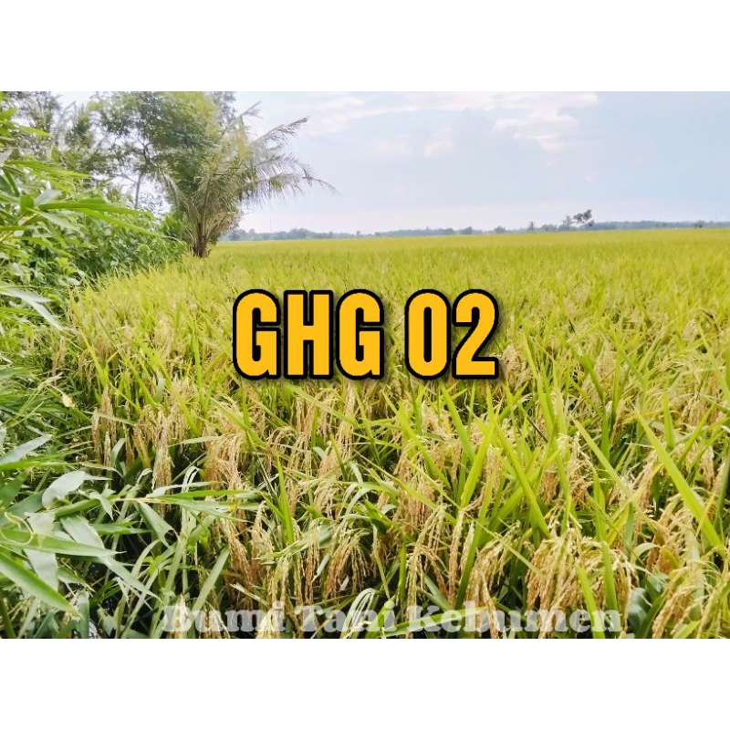 Benih Padi GHG 02 Original Kemasan 5kg Bibit Padi Unggul