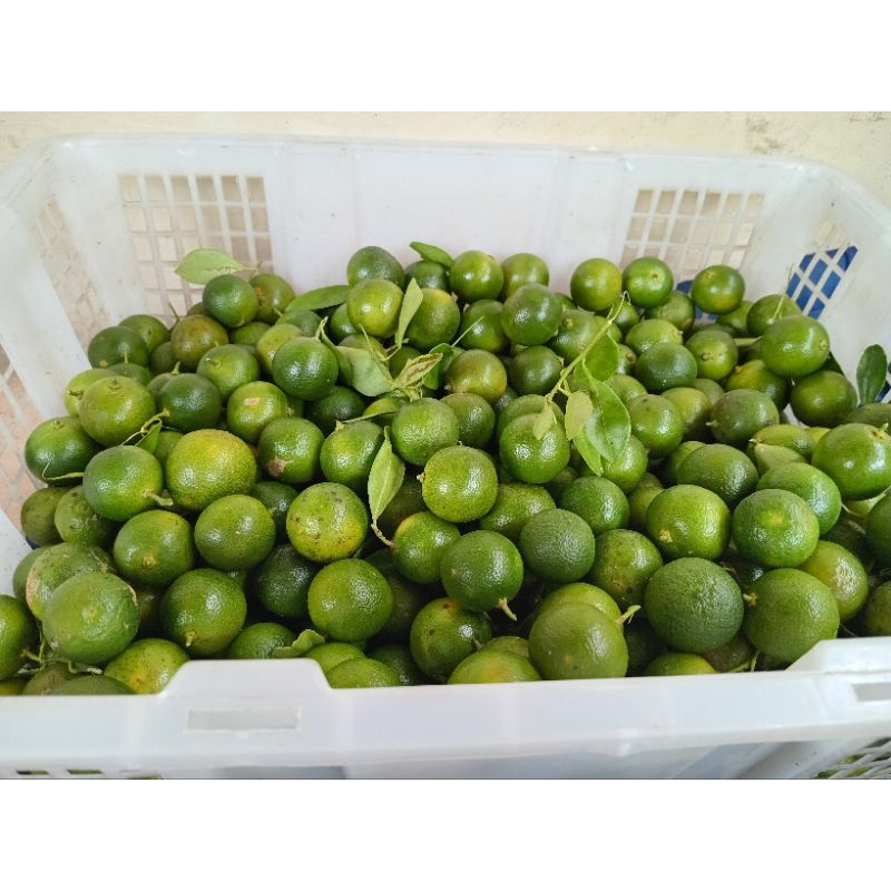 

1kg jeruk sonkit/jeruk kasturi/jeruk kunci segar