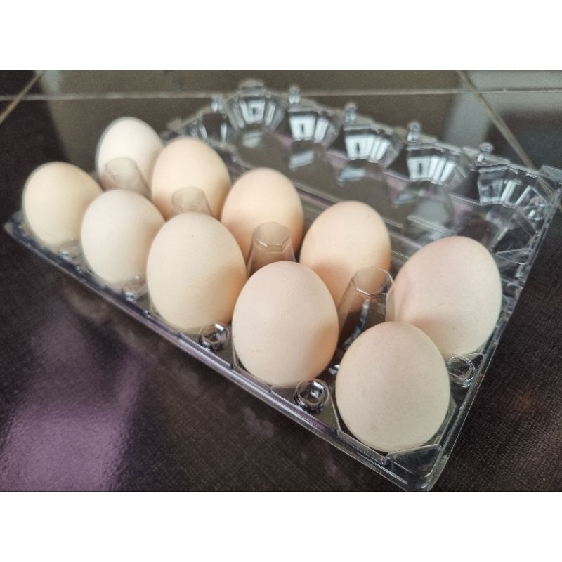 

Telur Ayam Kampung (isi 10 Butir) fresh