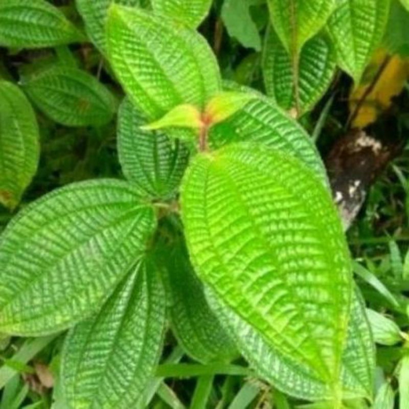 

DAUN HARENDONG SEGAR