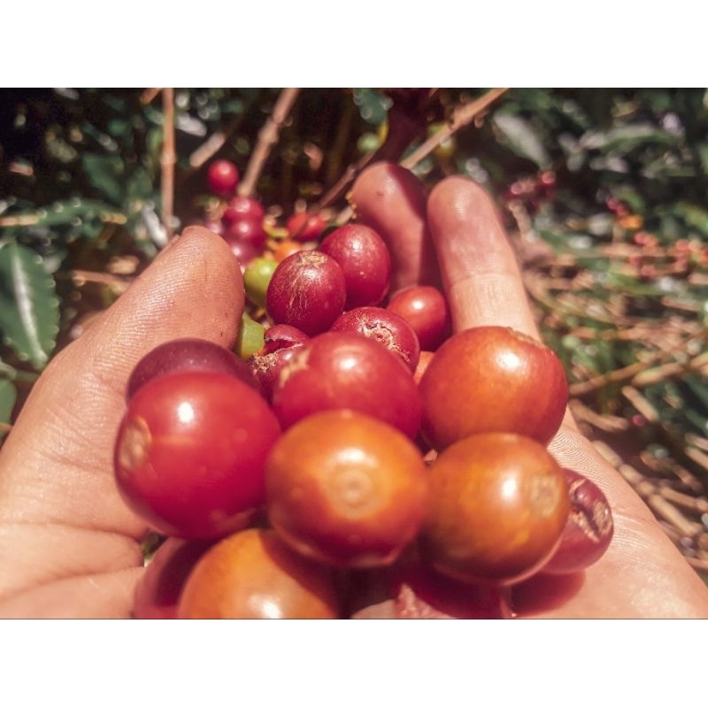 

glondong biji kopi merah atau kuning berat bersih 1 kg