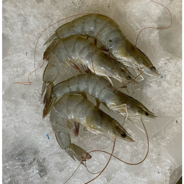 

Udang Vanamei / Vanami / Vaname / Panami