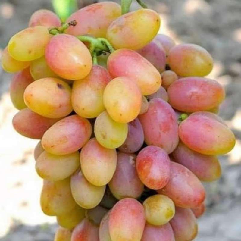 

bibit anggur import jenis KATRA cepat berbuah