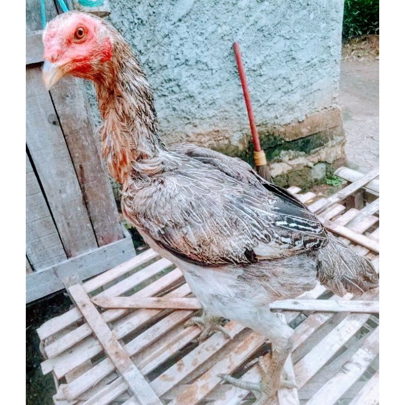 ayam Pama babon betina sudah bertelur 1kali