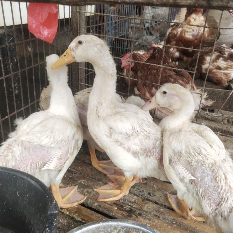 Daging Ayam Petelur Bebek Entog Fresh