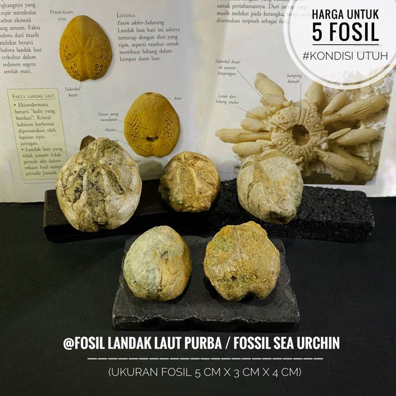 Fosil Landak Laut Purba B23 atau Fossil Sea Urchin Natural atau Fosil Bintang Laut atau Fosil Awar A