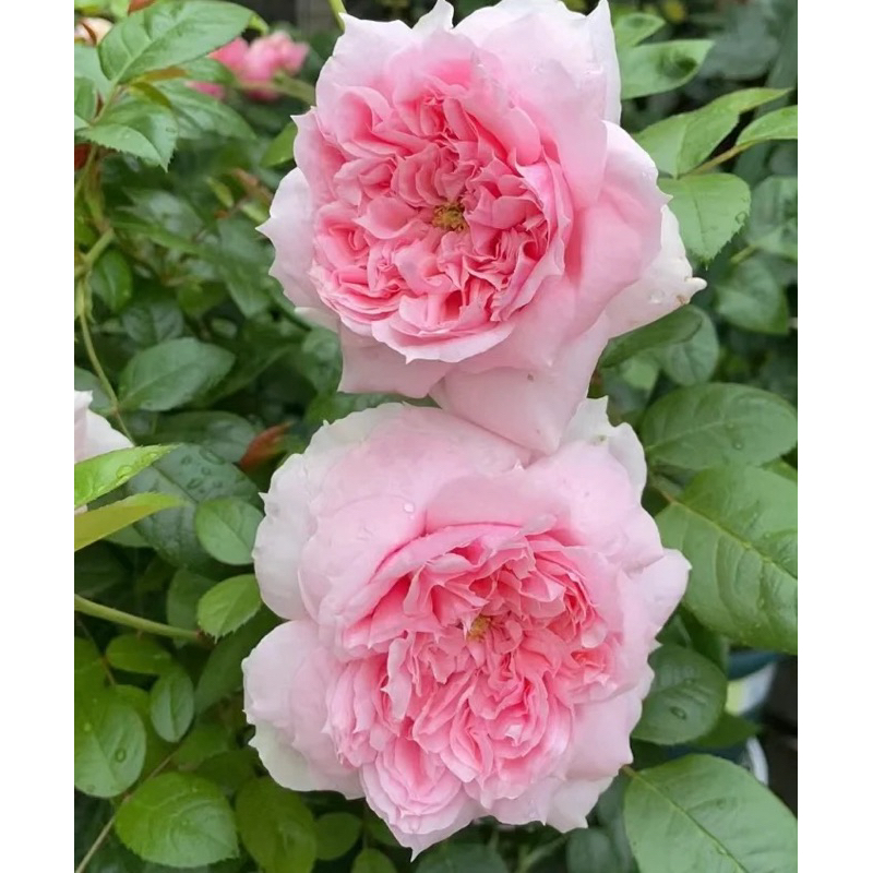 Mawar Indukan Import Sconemaid