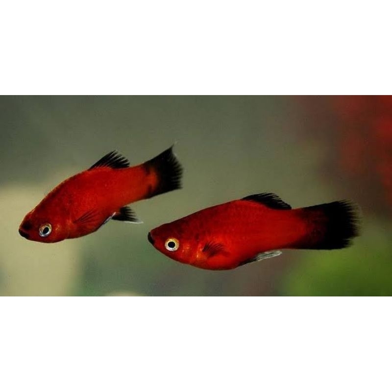 

Stiker ikan hias platy coral hanya aksesoris
