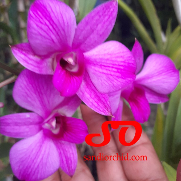 [ DEWASA ] Dendrobium phalaenopsis | Anggrek Larat