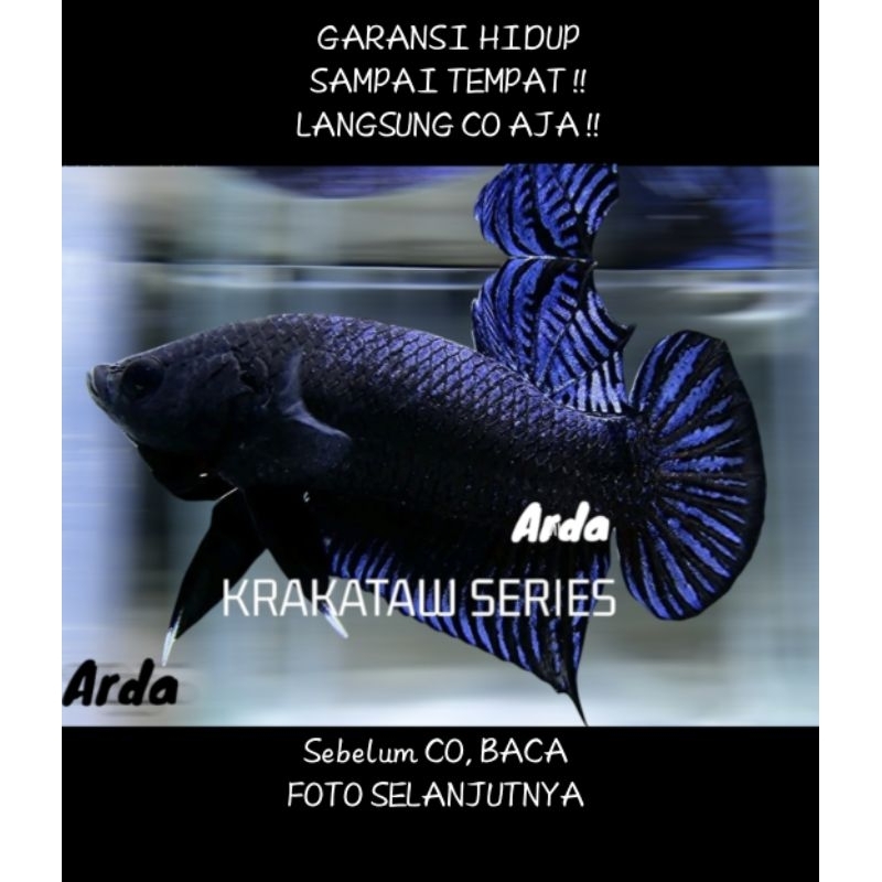 CUPANG ADU SUPER SERI KRAKATAW ORIGINAL Cupang Adu MDS Medan Super Cupang Adu Lokal Super Cupang Adu