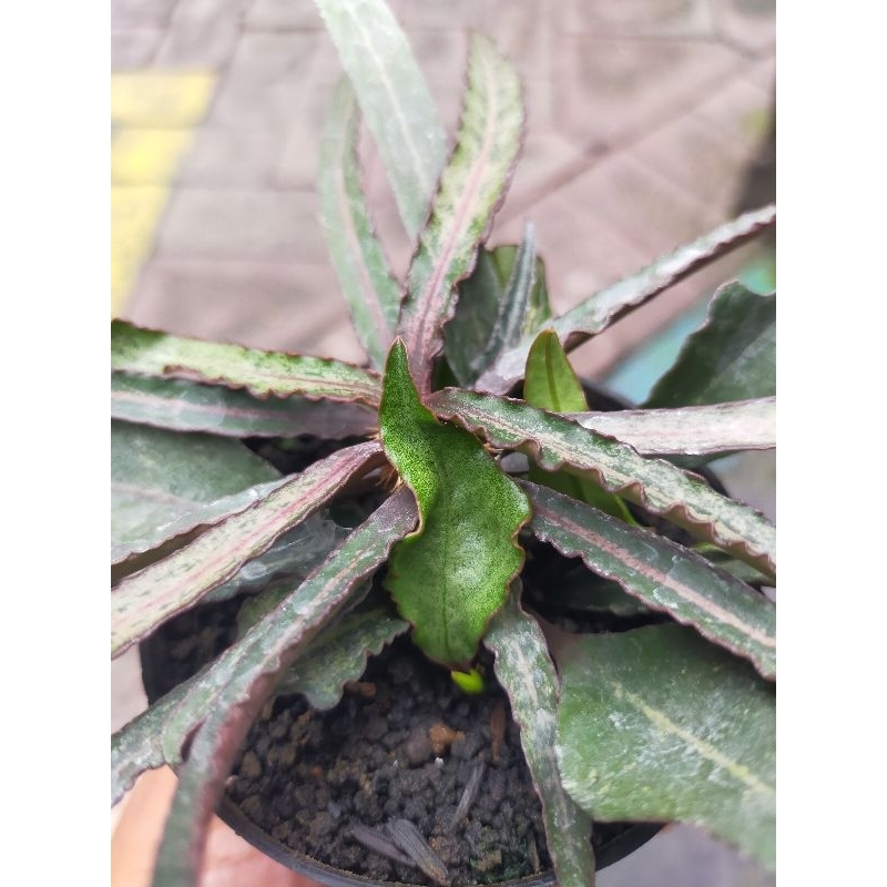 Euphorbia Francoisii Hybrid daun lancip