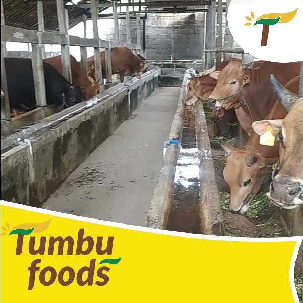 Sapi Kurban Idul Adha Hewan Hidup - DP/Booking Fee - Free Ongkir Qurban