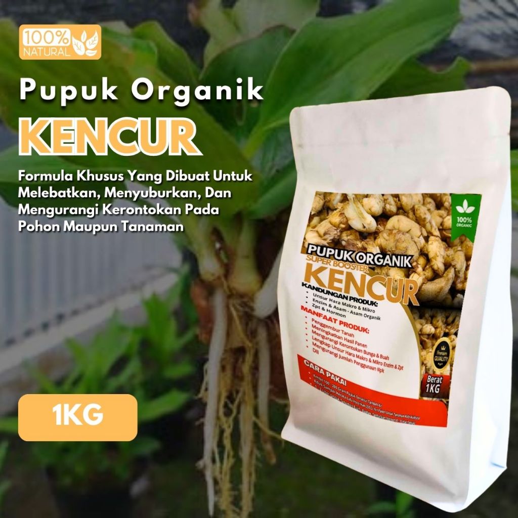 Pupuk Kencur Penyubur Pembesar Rimpang Kencur Booster Kencur Pemacu Pertumbuhan Rimpang Cepat Besar