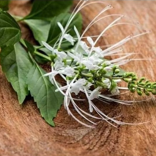 

Daun Kumis Kucing Segar 1 Kg Asli Herbal Alami