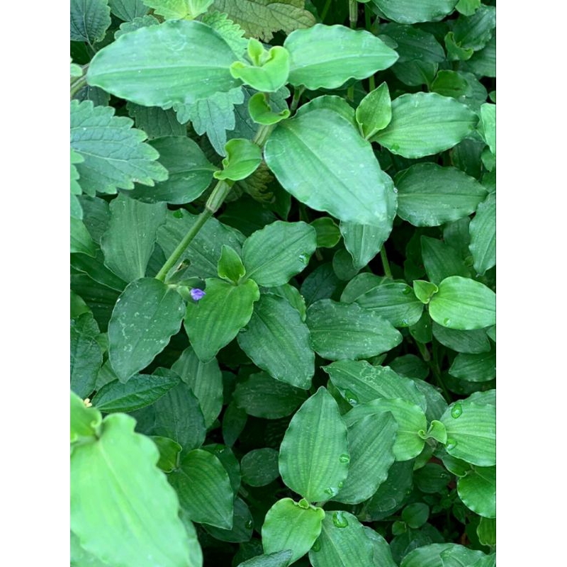 

500grm daun gewor ,daun herbal alami ,daun gewor obat tradisional Tampa empek samping