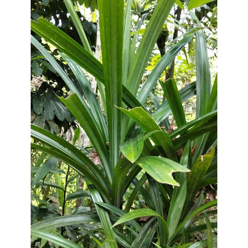 

DAUN PANDAN POHON PANDAN 30 cm 200 PER LEMBAR